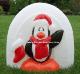 Igloo with Penguin