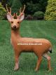 Garden Deer - Buck